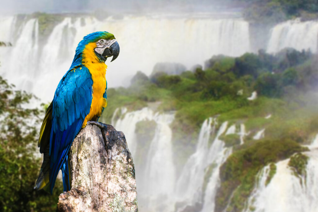 Ara-in-den-Iguazu-Fallen-Brasilien-scaled