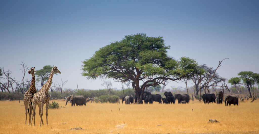 Afrikanische-Szene-aus-dem-Camp-mit-Zebra-Giraffe-und-Elefant-scaled