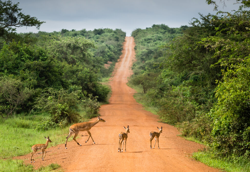 Antilopen, die einen Weg im Lake Mburo NP kreuzen