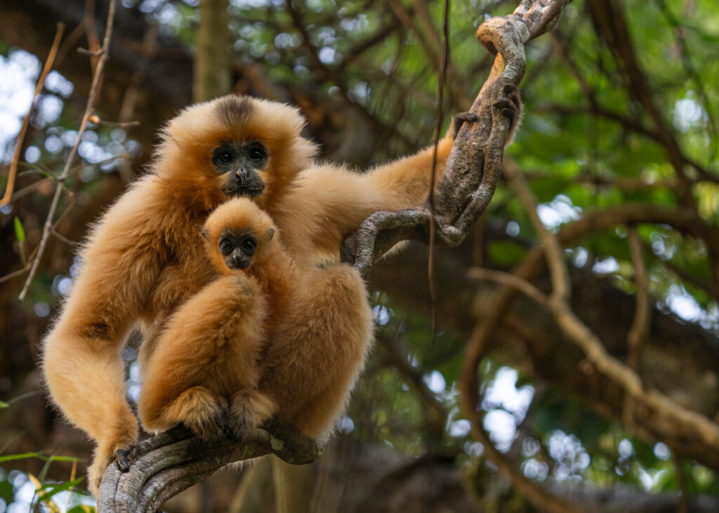 Ein-Gelbwangengibbon-im-Cat-Tien
