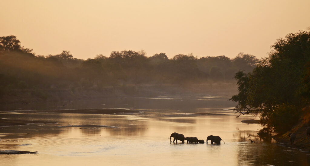 Elefanten im Süd-Luangwa Nationalpark