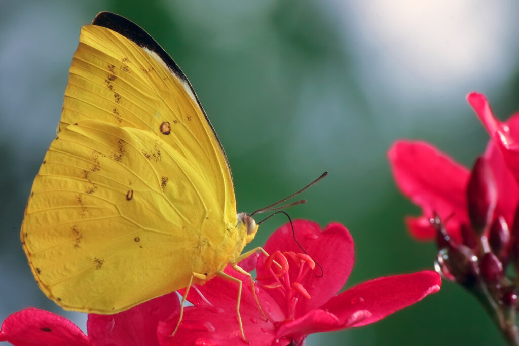 Gelbe-Pieridae-Art-Kat-tien-NP-Vietnam