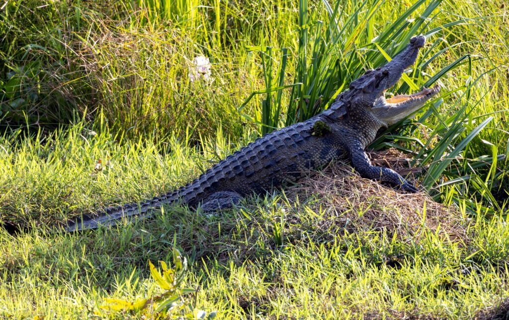Krokodil-Wilde-Naturszene-im-Wald-von-Nam-Cat-