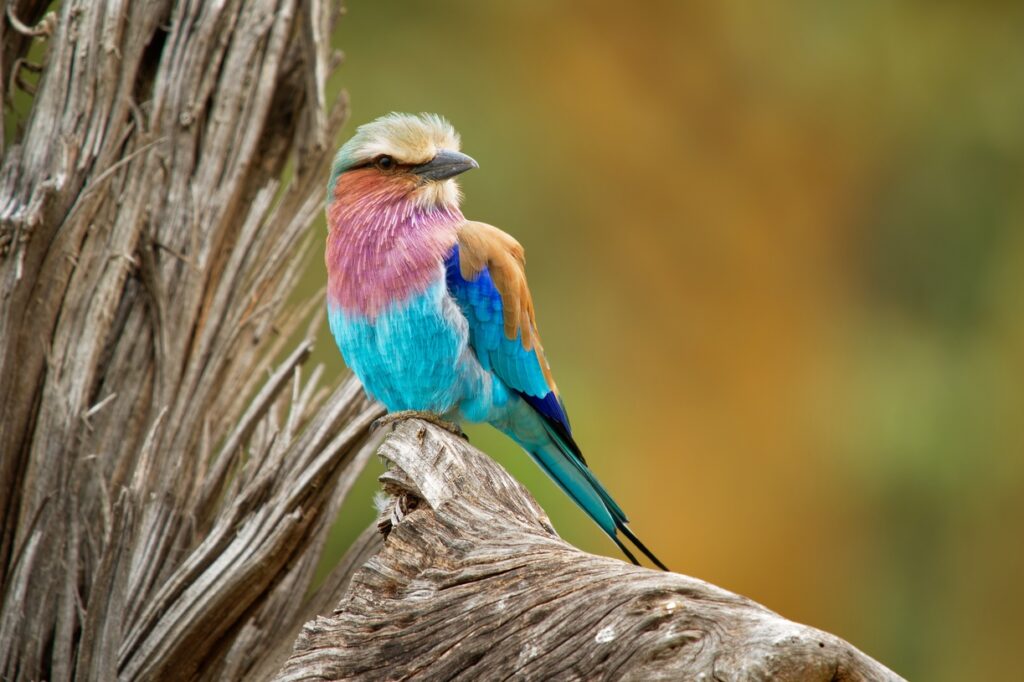 Vogelbeobachtung