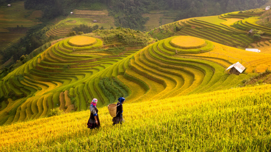 Reisfelder-auf-den-Terrassen-von-Mu-Cang-Chai-YenBai