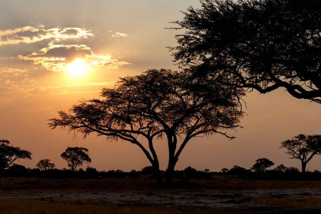 Sonnenuntergang-im-Hwange-Nationalpark