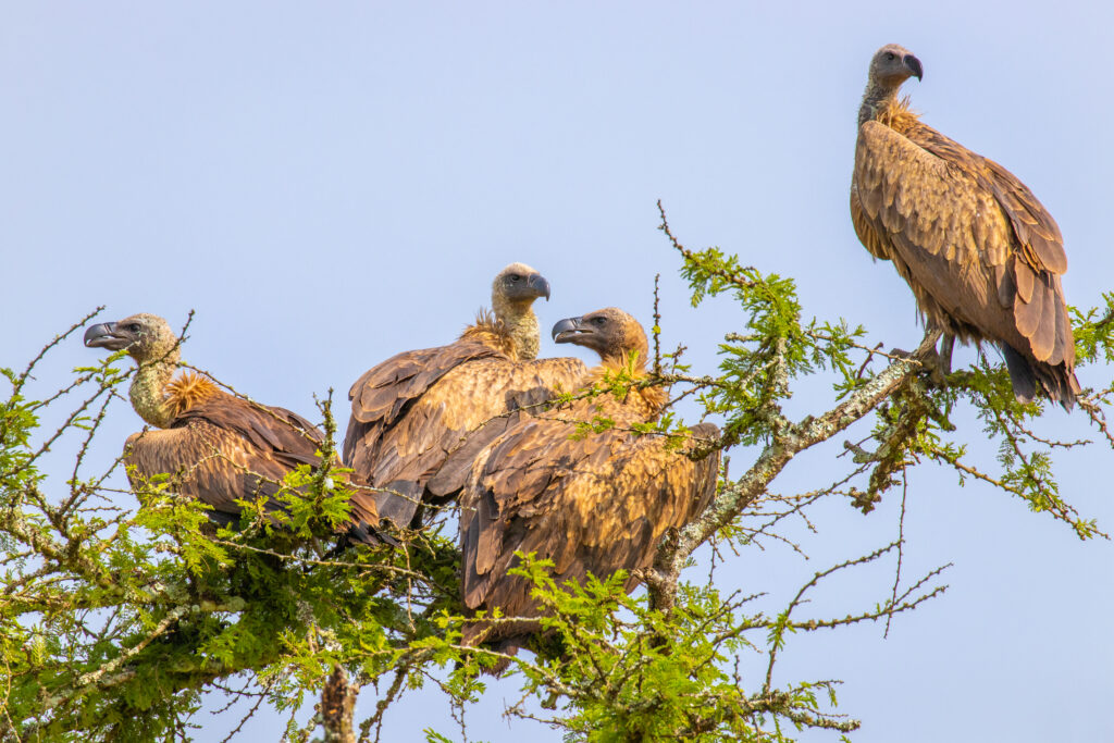 Weißrückengeier, Mburo Mburo NP