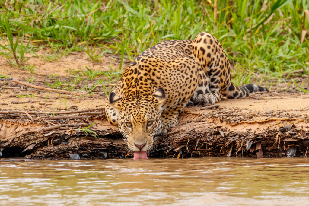 Wilder Jaguar Pantanal, Brasilien (1)