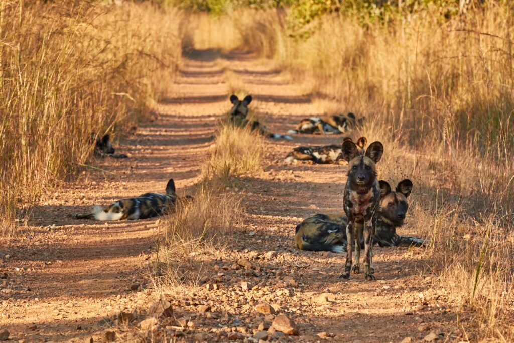 Wildhunde im Kafue Nationalpark
