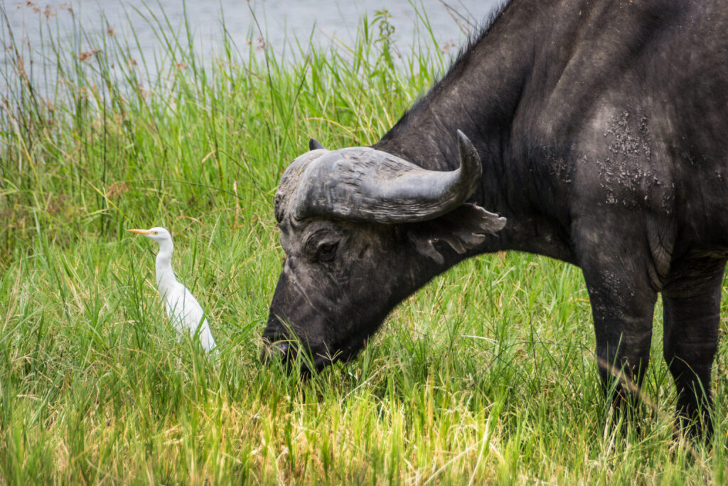 Akagera-Nationalpark-Ruanda